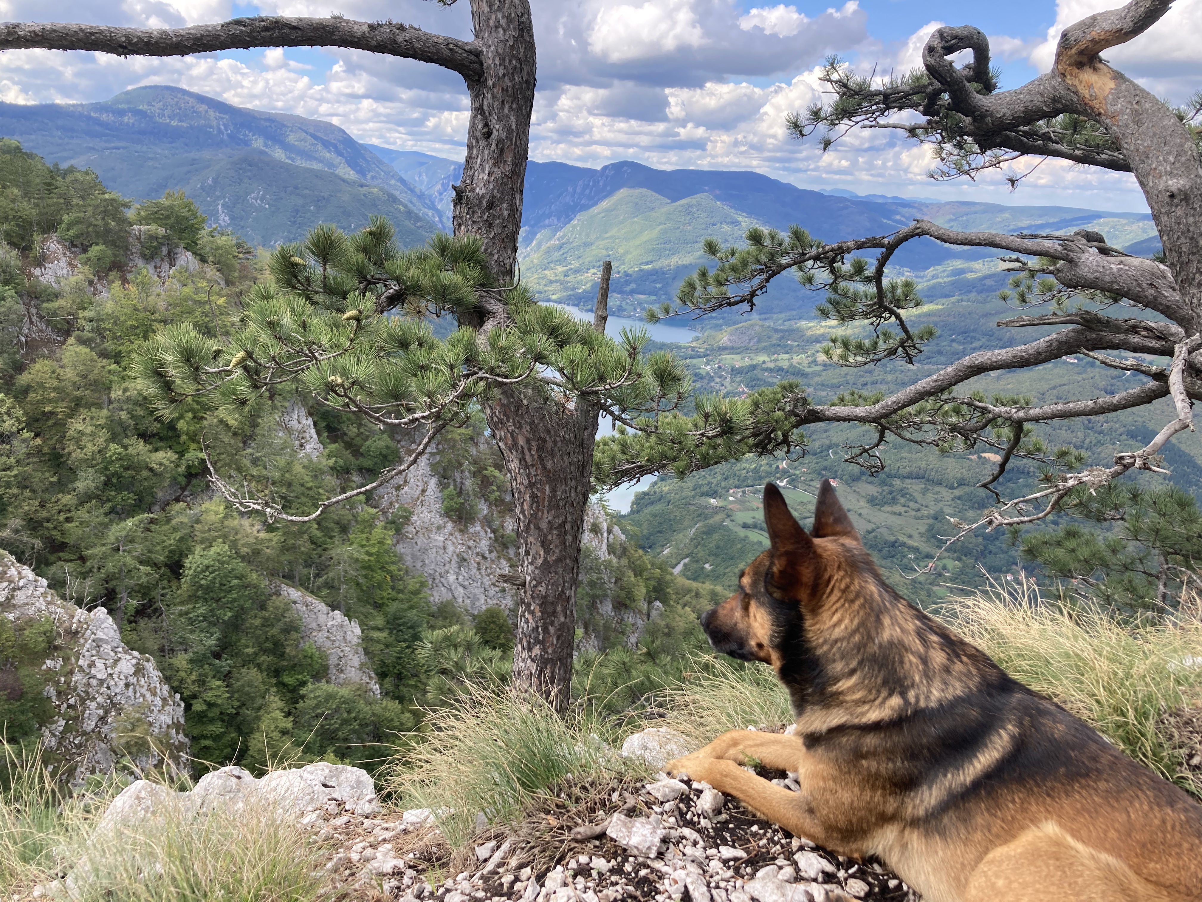 Tara Nationalpark | Dog Staring at Landscape